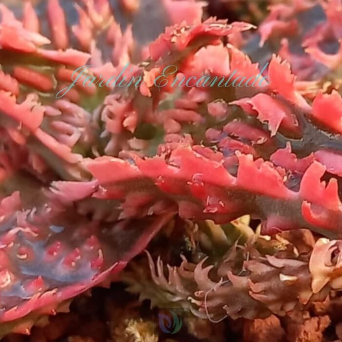 ALOE -246 - - Image 4