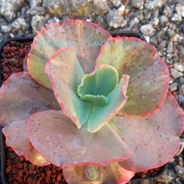 CAN CAN VARIEGADA - Image 5