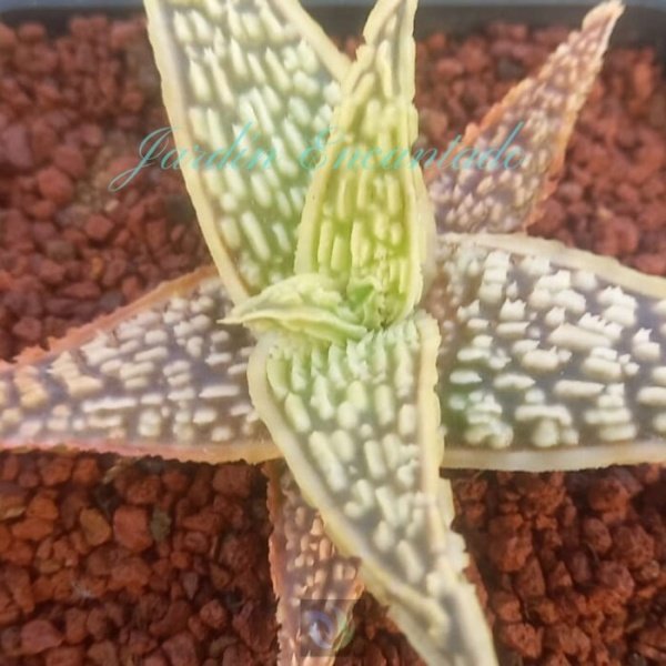 ALOE - 228- - Image 5