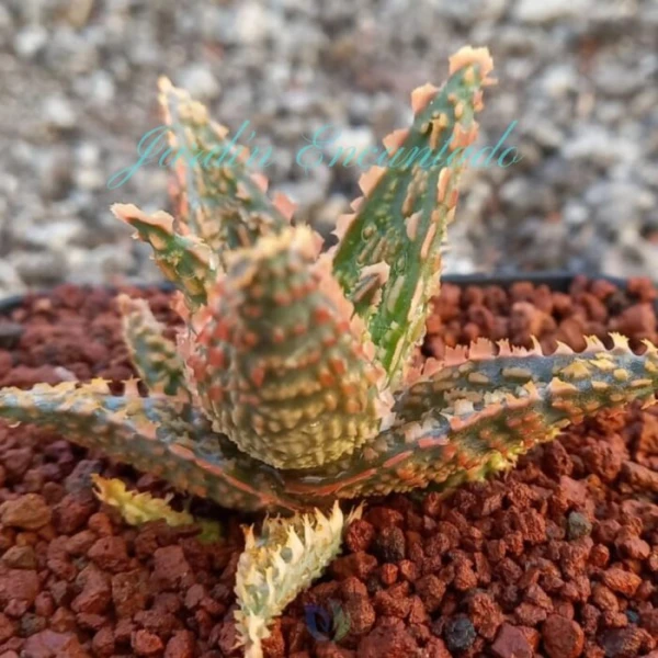 ALOE-58-