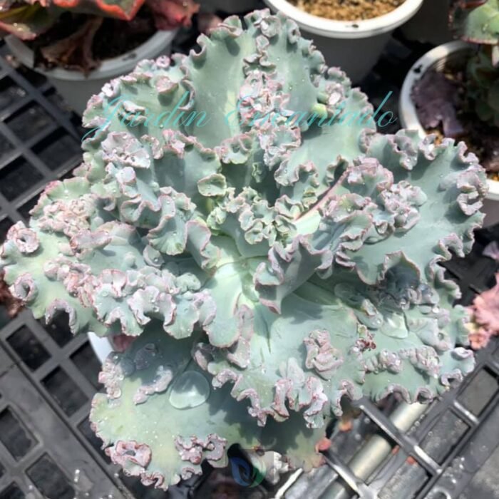 MIZUTZUNE 15 CM - Image 5