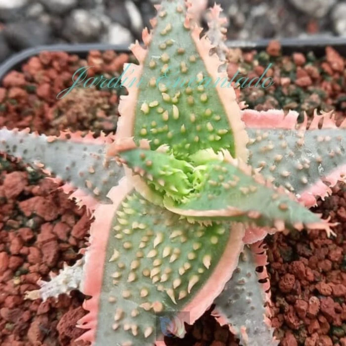 ALOE - 41 - - Image 5