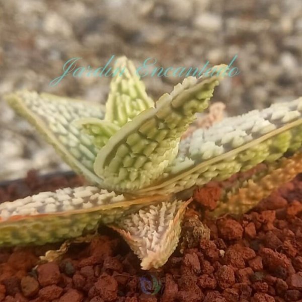 ALOE - 228- - Image 6