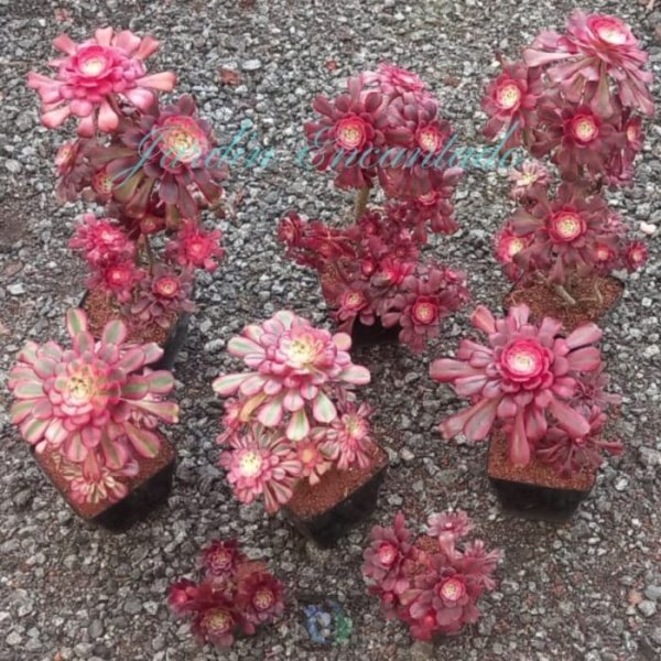GARNET - CLUSTER CH -