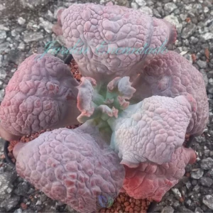 PINK CROWN