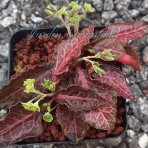 FRANCOISII HYBRID - N21-