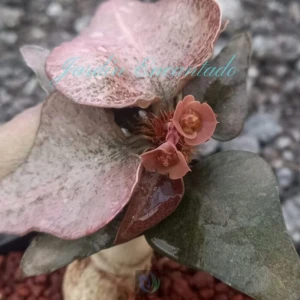 FRANCOISII HYBRID- N22-