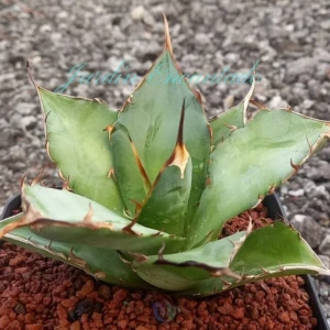 TITANOTA HADES