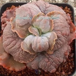 CRESCENT SPRING - M12 -