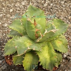 TITANOTA ECLIPSE SOLAR