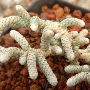 AVONIA PAPYRACEA SSP NAMAENSIS