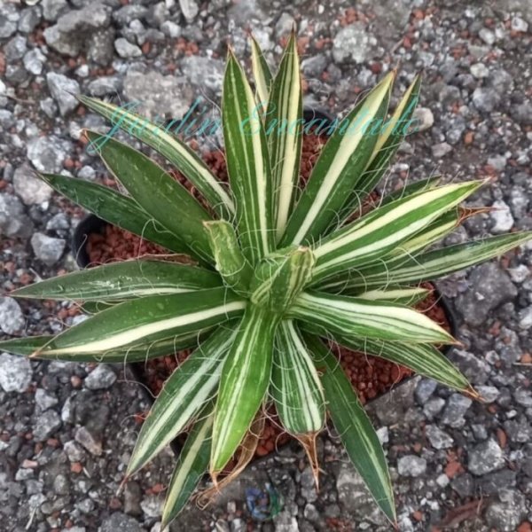 FILIFERA VARIEGADO
