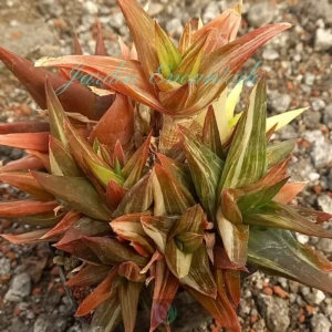 PENTAGONA VARIEGADA