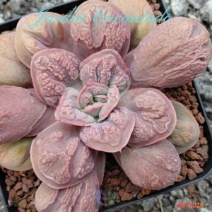 MAGICAL ROCK