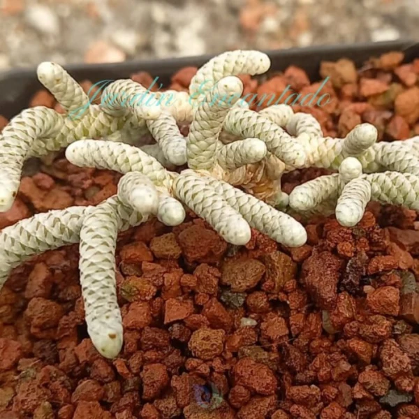 AVONIA PAPYRACEA SSP NAMAENSIS - Image 2