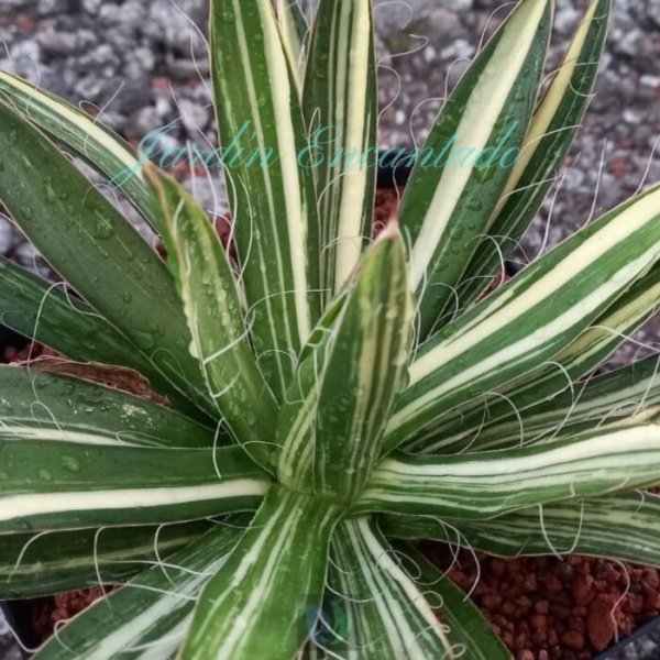 FILIFERA VARIEGADO - Image 2