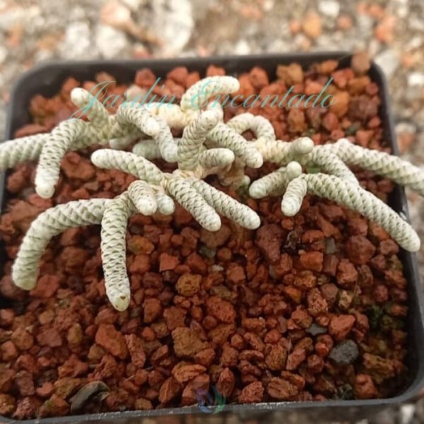 AVONIA PAPYRACEA SSP NAMAENSIS - Image 3