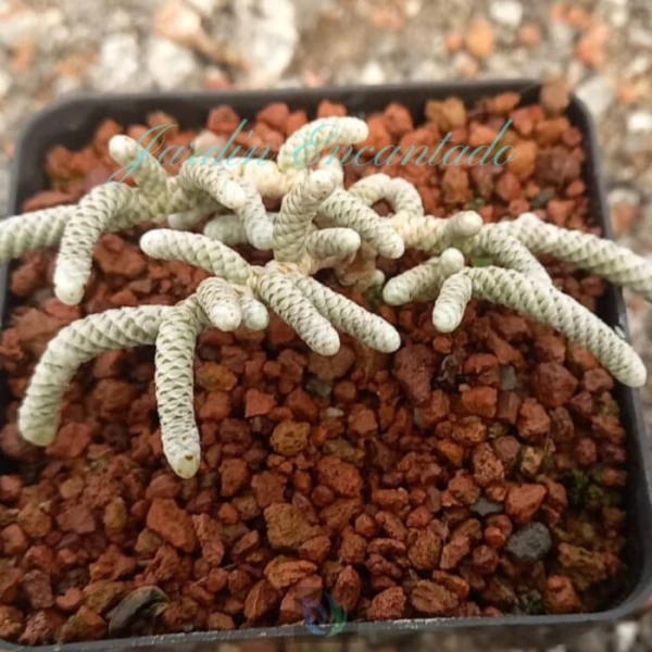 AVONIA PAPYRACEA SSP NAMAENSIS - Image 3