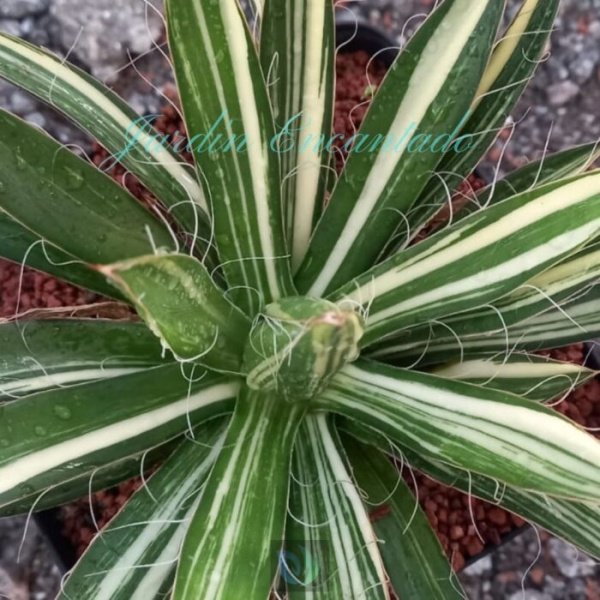 FILIFERA VARIEGADO - Image 3