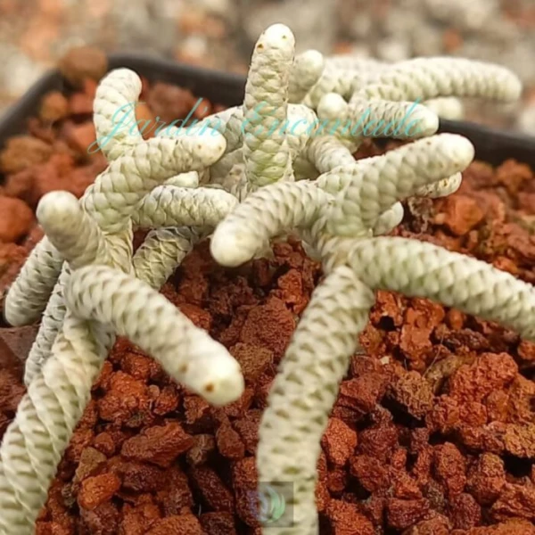 AVONIA PAPYRACEA SSP NAMAENSIS - Image 4