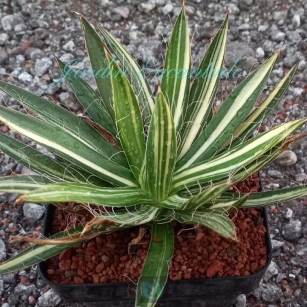 FILIFERA VARIEGADO - Image 4