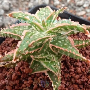 ALOE 123