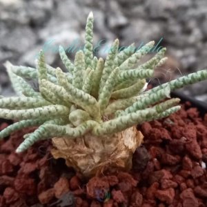 AVONIA QUINARIA SSP ALSTONII