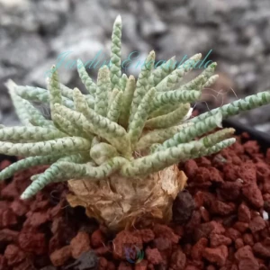 AVONIA QUINARIA SSP ALSTONII