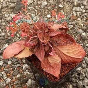 FRANCOISII HYBRID - N 23-