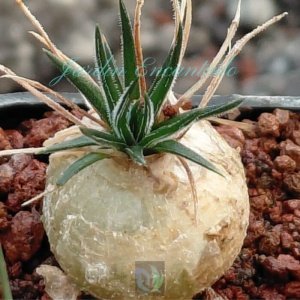 ORNITHOGALUM SARDIENII - 1B-