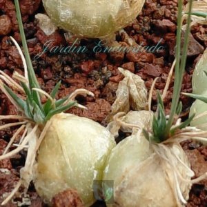 ORNITHOGALUM SARDIENII - 2B-