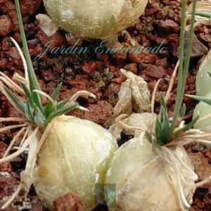 ORNITHOGALUM SARDIENII - 2B-