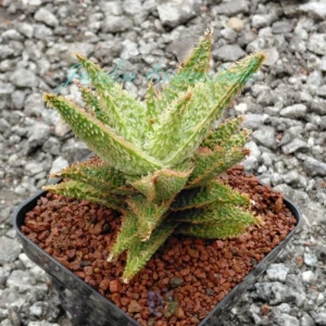 ALOE SERIE 2-7