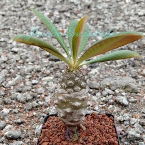 EUPHORBIA PACHYPODIOIDES