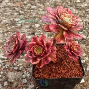 ZHURONG - CLUSTER M8