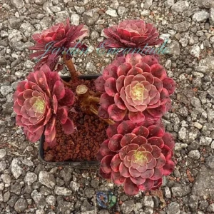 ZHURONG CLUSTER M10
