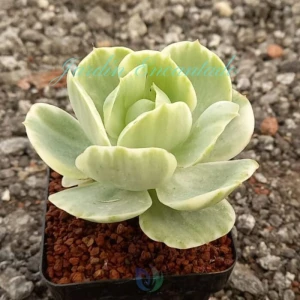 PEACH PRIDE VARIEGADA