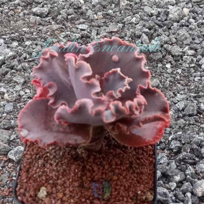 CHERRY WINE - CH- - Image 2