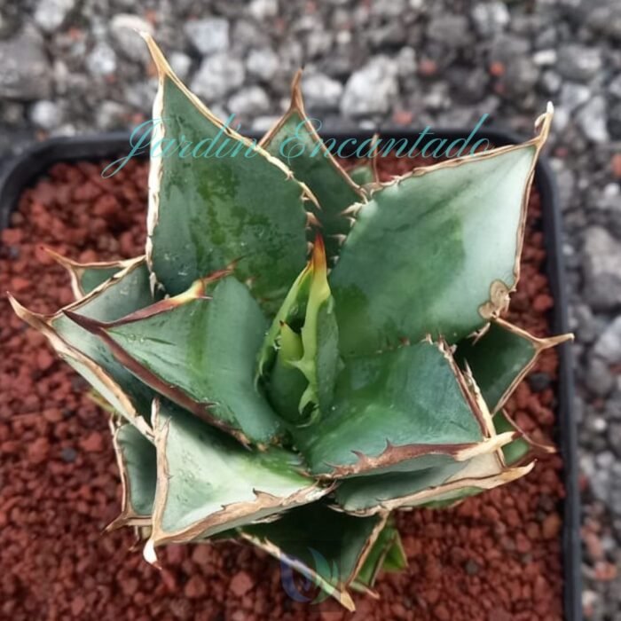 TOWER OF BABEL - Image 2