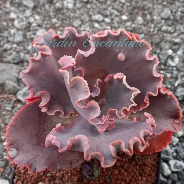 CHERRY WINE - CH- - Image 3