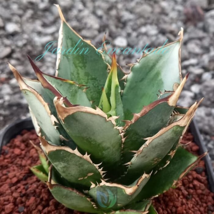 TOWER OF BABEL - Image 3