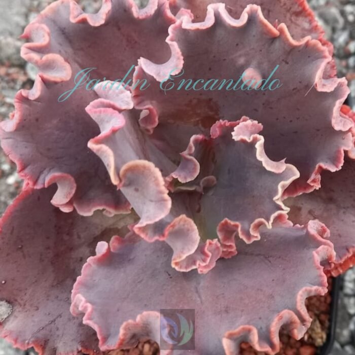 CHERRY WINE - CH- - Image 4