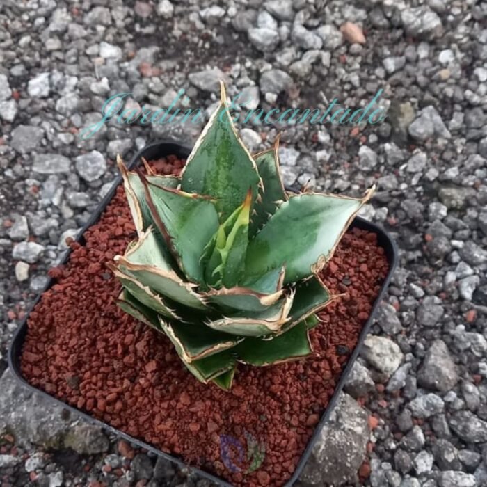 TOWER OF BABEL - Image 4