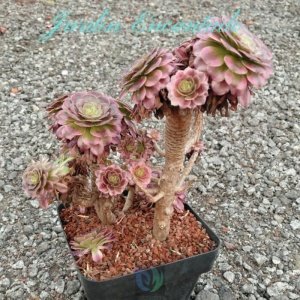 SKY DANCER M16 - C -