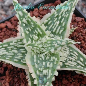 ALOE 111