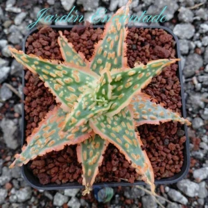 ALOE SERIE 1-10