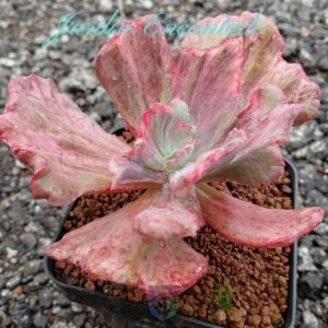 MAUNA LOA MONSTRUOSA VAR