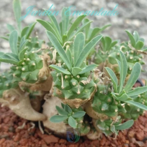 BUPLEURIFOLIA X SUSANNAE