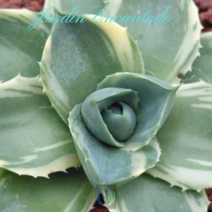 PIXIE VARIEGADO