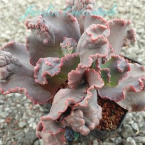 STRAWBERRY FUDGE - 2H-